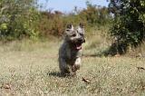 CAIRN TERRIER 061
